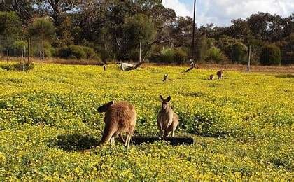 Best Kangaroo Island Tours Australia