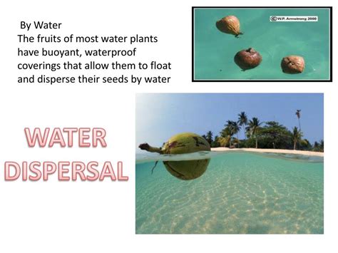 PPT - Seed dispersal PowerPoint Presentation, free download - ID:3067540