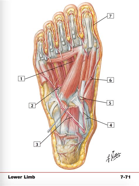 Foot Arteries Diagram : Arteries Foot Dorsal Plantar View Ankle Stock Vector Royalty Free ...