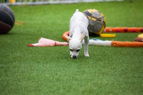 Premium Photo | Horse playing with ball on field