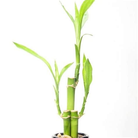 Lucky Bamboo Plant | Star Nursery Garden and Rock Centers