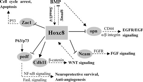 Identification Of A Hoxc8 Regulated Transcriptional Network In Mouse