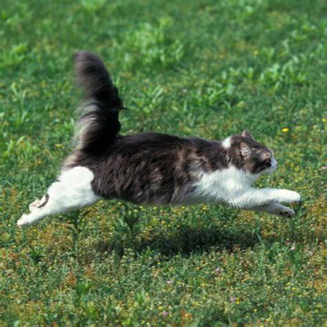 The What and Why of Cat Zoomies