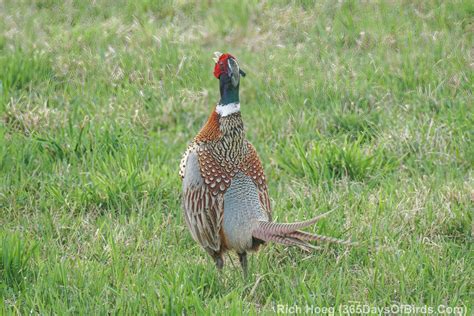 Courting The Female Ring Necked Pheasant 365 Days Of Birds