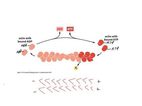 cytoskel actin treadmilling youtube