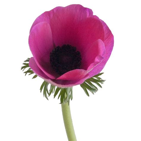 Oc Wholesale Flowers Anemone