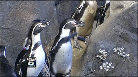 Penguins make big splash at Kansas City Zoo - KCTV5 News