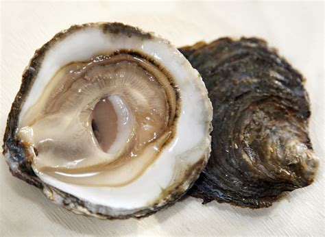 Виды Устриц Фото И Название – Telegraph