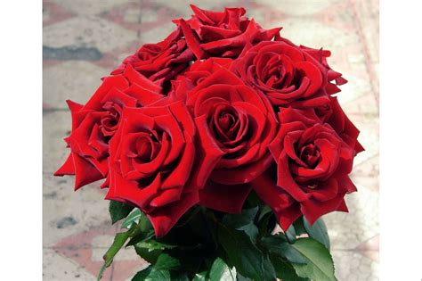 Obsequiar Un Ramo De Rosas Rojas Ecoamigable Con Roses To Love Cantabria Económica