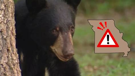 Missouri Warns Nearly 1000 Black Bears On The Move And Hungry