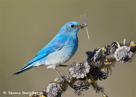 7699 Male Mountain Bluebird Sialia Currucoides Dennis Skogsbergh