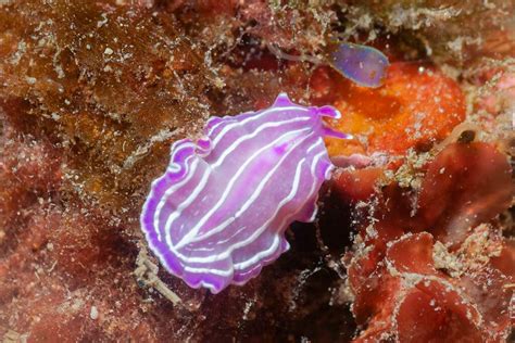 Reproduction Of Marine Flatworms