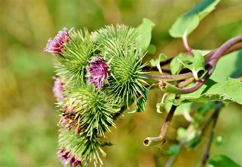 Great Burdock Arctium Free Photo On Pixabay