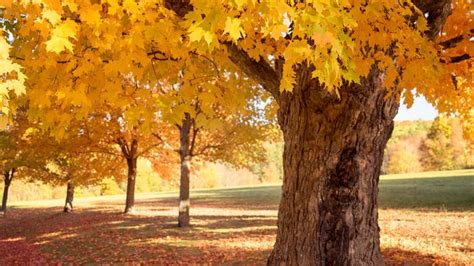 Sugar Maple Description Uses And Facts Britannica