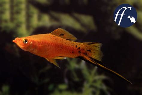 Red Swordtail Fish