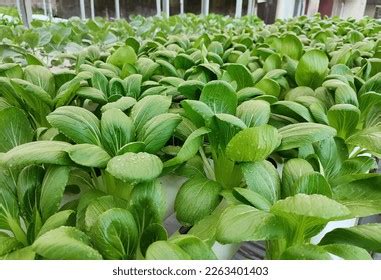 Bok Choi Plants Planted Using Hydroponic Stock Photo