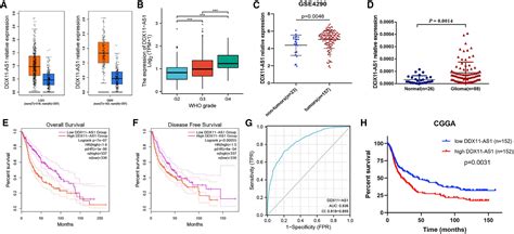 Lncrna Ddx11 As1通过与hnrnpc结合促进胶质瘤细胞的增殖和迁移