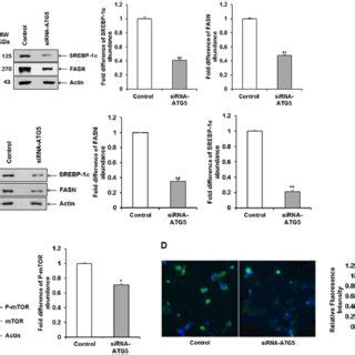 Knockdown Of ATG5 Inhibits SREBP 1c And FASN In Hepatocytes A Huh7 5