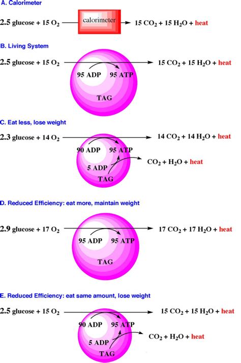 A: Oxidation of glucose in a calorimeter is completely inefficient. The... | Download Scientific ...