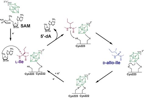 Frontiers Radical Sam Enzymes In The Biosynthesis Of Ribosomally