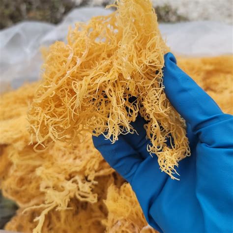 Irish Sea Moss Benefits Cgi Green