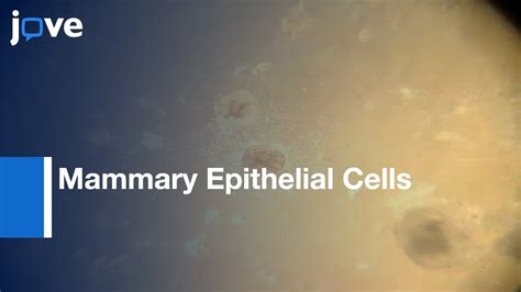 Isolation Mammary Epithelial Cells From 3d Mixed Cell Spheroid Co