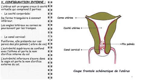 ANATOMIE FMPM UTÉRUS YouTube