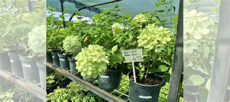 Гортензия саженцы купить в Белгороде | Товары для дома и дачи | Авито