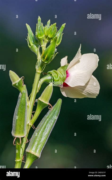 La Okra Abelmoschus Esculentus Flor Esta Planta También Se Llama