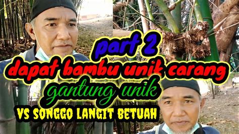 Dapat Bambu Unik Carang Gantung Vs Bambu Songgo Langit Unik Bambuunik