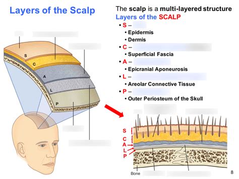 Ch. 11b: Layers of the Scalp Diagram | Quizlet