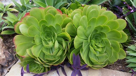 Aeonium Cuidados Reproducción Tipos Y Cultivo