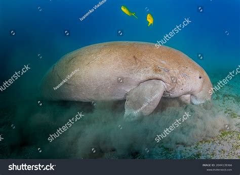 Rare Big Seacow Red Sea Landscape Stock Photo 2044139366 Shutterstock