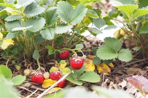 Recommended Strawberry Varieties for Canada – Strawberry Plants