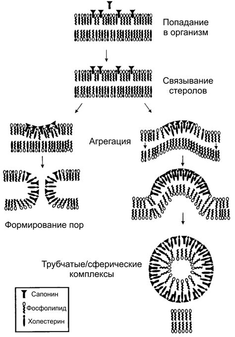 Заметки фитохимика. Картофель. Часть третья. «Бульба Фугу» или СОЛАНИН ...