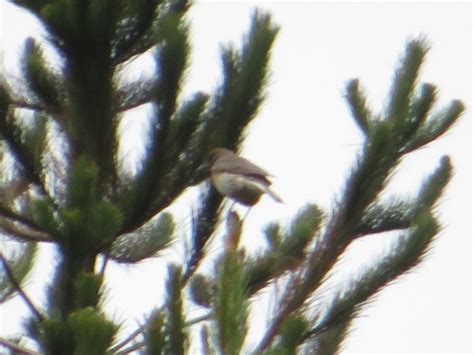 Black Billed Shrike Tyrant From Cajabamba Peru On December At