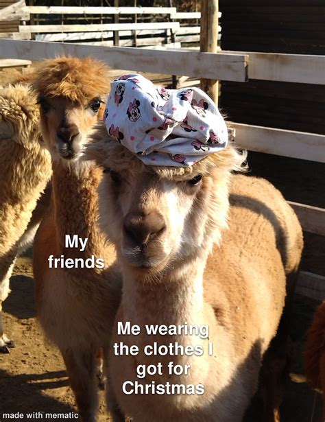 Alpaca meme : r/memes