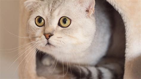 猫の習性を知ろう！あの行動の理由とは？習性に合わせた飼い方もご紹介