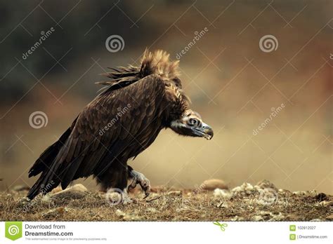 walk cinereous vulture aegypius monachus stock image image  crimea