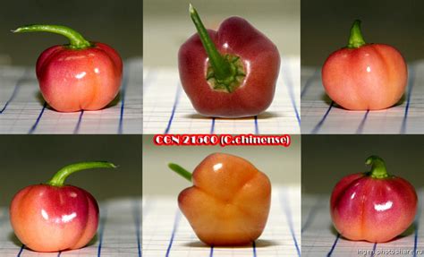 CGN 21500 - Specie e varieta' note / Known species and varieties ...