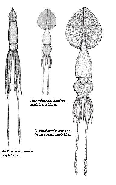 Giant Squid And Colossal Squid Fact Sheet The Octopus News Magazine Online