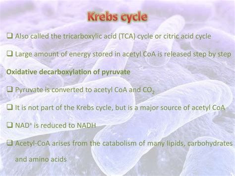 Bacterial Aerobic Respiration Ppt