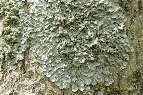 10 Facts About Lichens