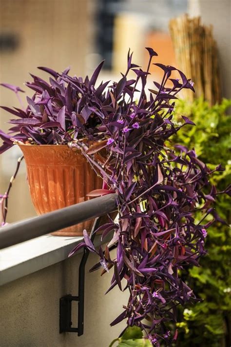 7 Best Purple Heart Plant Care Tips | Balcony Garden Web