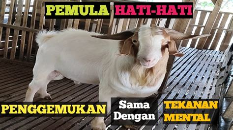 Pemula Perhatikan Ini Agar Tidak Kena Mental Dalam Usaha Penggemukan