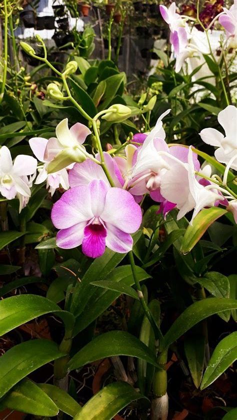 90 best different types of orchid varieties you can grow – Artofit