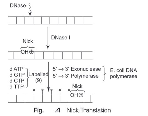 Nucleic Acid Hybridization Biology Ease