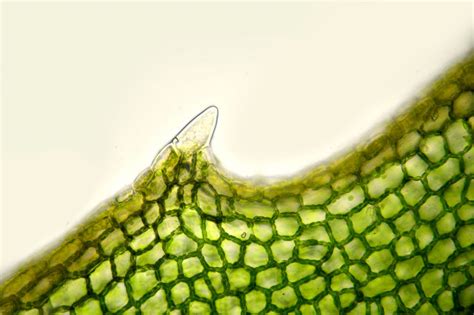 Plant Meristems and Growth - Biology Online Tutorial