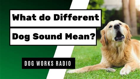 How Many Different Sounds Does A Dog Make