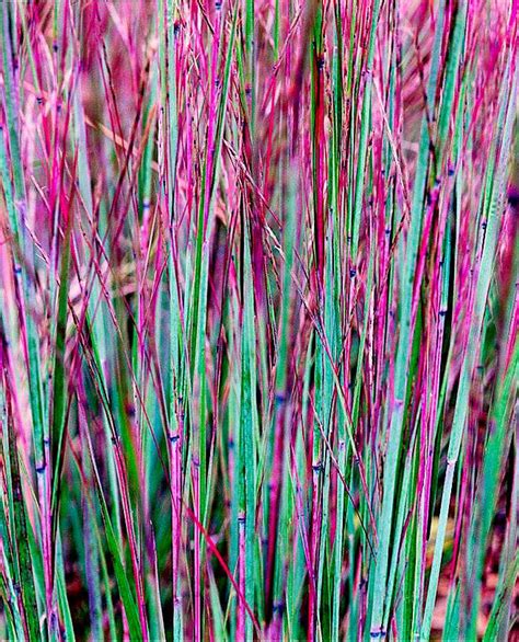 Best Ornamental Grasses For Midwest Gardens Midwest Living